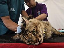 Ю. Куклачев: COVID-19 довел кошек до жизни собачьей