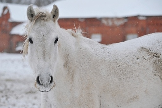 Вирусолог заявил о низкой опасности лошадиного энцефалита для людей