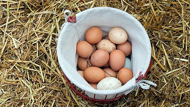 Производство казахстанской курятины и яиц может сократиться вдвое