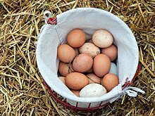 Производство казахстанской курятины и яиц может сократиться вдвое