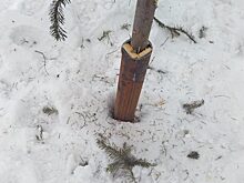 Аллею в Октябрьском районе засадили срубленными елками