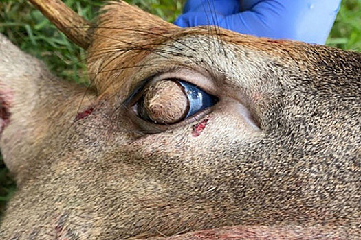 В США обнаружили оленя с шерстью на глазных яблоках