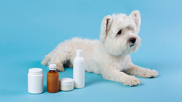 Эти лекарства спасут жизнь питомца: собираем аптечку для животных