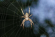 Зоолог Гомырано: обнаруженные в Москве пауки-крестовики способны прокусить кожу
