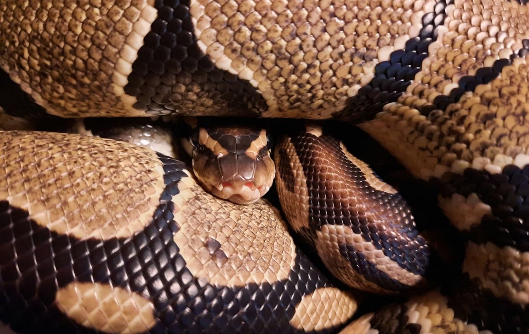 Морозы в царстве животных: как рептилии и птицы справляются с холодами