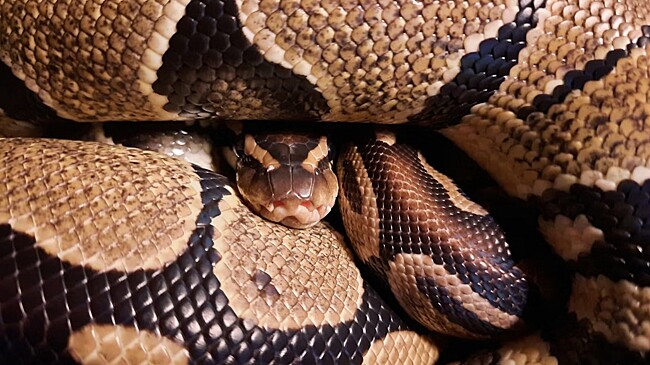 Морозы в царстве животных: как рептилии и птицы справляются с холодами?