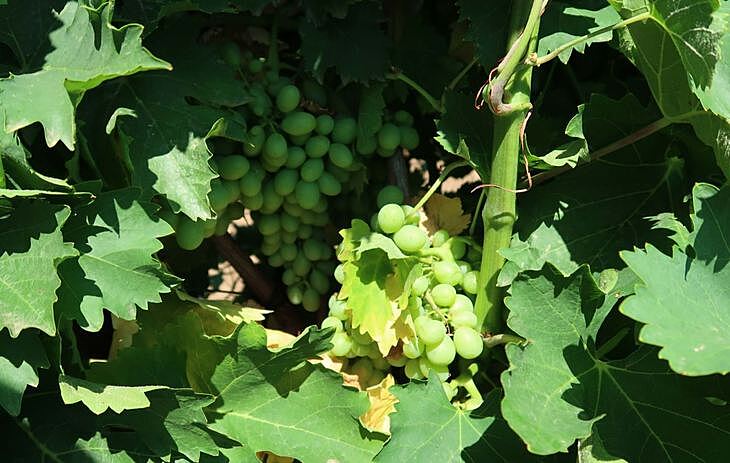 На виноградниках Ставрополья посадят больше солнечной ягоды винных сортов