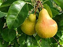 Чем полезна груша для организма