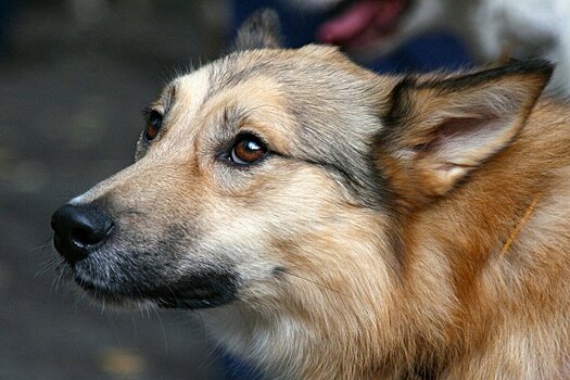 Бокс для сбора помощи животным установлен в Зеленоградском дворце творчества