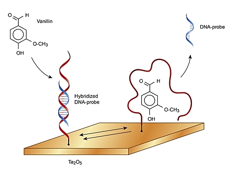 На основе ДНК создан эффективный детектор ванилина