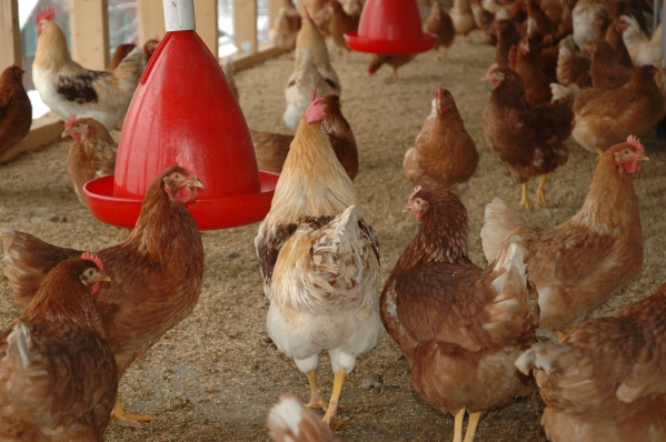 Грозят ли Вологодской области новые вспышки птичьего гриппа и что происходит с ценами на курицу и яйца