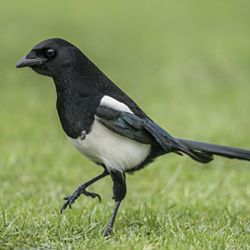 Сорока на даче: воровка или настоящая садовница?