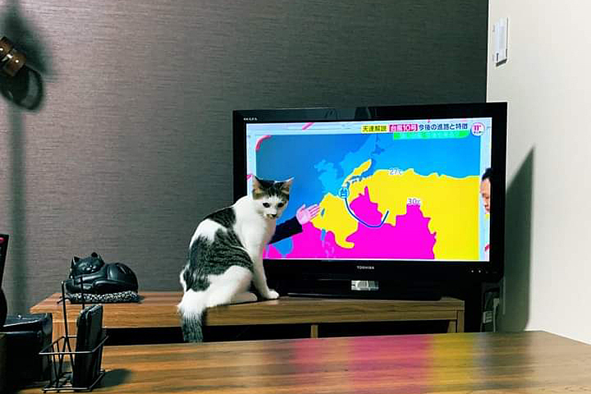 Эта кошка определенно хочет нам что-то показать.