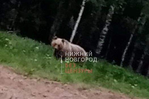 Медведь вышел к жилым домам на севере Нижегородской области