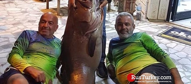 В Анталье рыбаки-любители поймали гигантского окуня