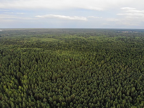 «Фитосанитарная обстановка в нижегородских лесах за последние пять лет заметно улучшилась», — Роман Воробьев
