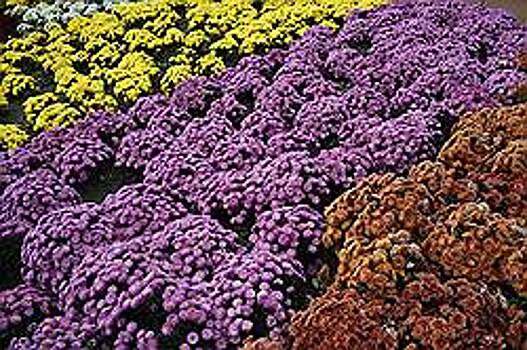 Шестнадцать цветочных скульптур футбольной тематики появятся в Самаре