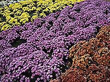 Шестнадцать цветочных скульптур футбольной тематики появятся в Самаре