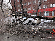 Дерево придавило автомобиль кузбассовца