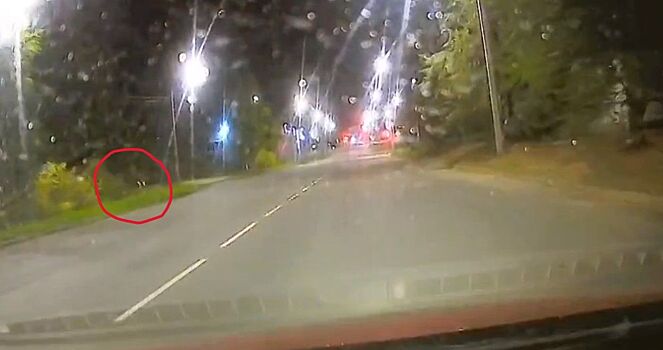 Стеснительный лось пришел в Кострому искать любовь