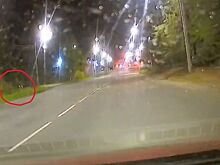 Стеснительный лось пришел в Кострому искать любовь