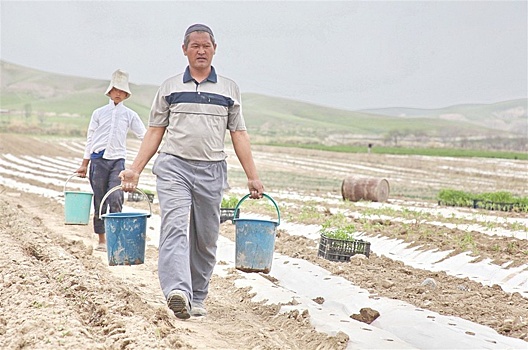 В Кыргызстане собирают около 500 тысяч лишних тонн картофеля ежегодно
