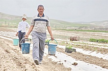 В Кыргызстане собирают около 500 тысяч лишних тонн картофеля ежегодно