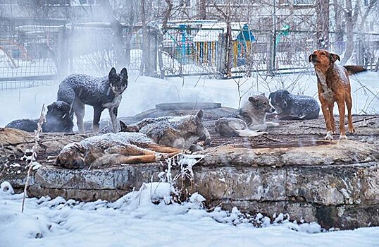 В Забайкалье объявили режим повышенной готовности из-за нападений собак на людей