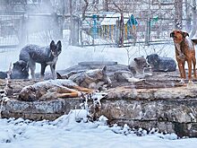 В Забайкалье объявили режим повышенной готовности из-за нападений собак на людей
