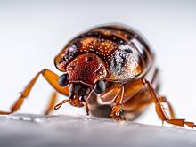 Десятки туристов пострадали и одна скончалась из-за клопов в хостеле на Бали