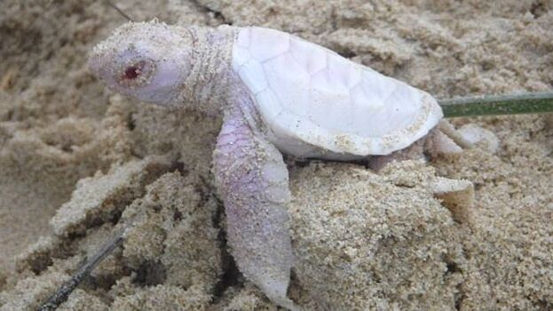 В Австралии обнаружили черепаху-альбиноса