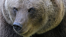 Эксперт прокомментировал рост количества медведей в России