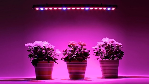 Растения превратили в полноценную замену светильникам