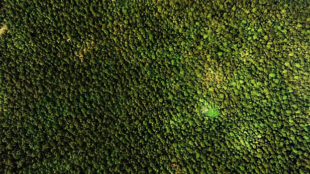 Швейцарские ученые создали первую глобальную карту высоты растительности с помощью нейросети: Новости ➕1, 20.04.2022