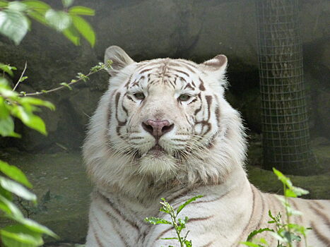 До 18 июня в Ленинградском зоопарке можно посмотреть на животных бесплатно