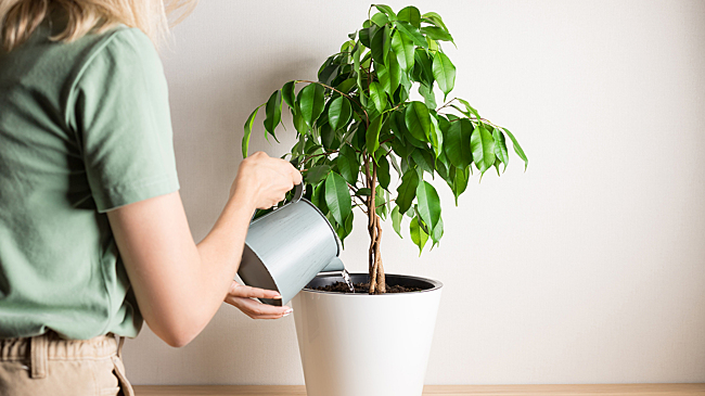 Проще, чем кажется: названы деревья, которые легко выращивать в квартире