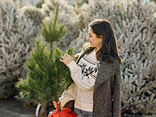 Что делать с елкой после праздников: актуальные способы утилизации в 2026 году