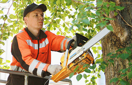 Специалисты уберут сухие деревья в поселении Десеновское