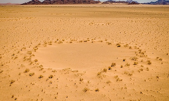 «Круги фей» в пустыне Намиб объяснили токсичным соком