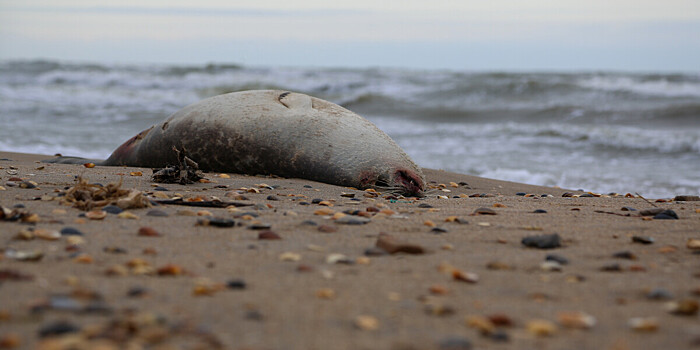 На западе Казахстана расследуют массовую гибель тюленей