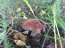 В рязанских лесах заблудились 8 человек