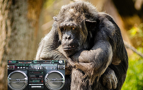 Ученые доказали, что шимпанзе все равно, какую музыку слушать