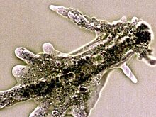 Ученые РФ открыли новый вид амеб — переносчиков бактерий, вызывающих пневмонию