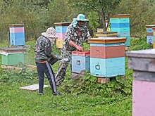Тюменские пчеловоды готовы помочь фермерам с опылением полей