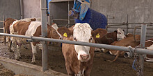 В Армении поголовье крупного рогатого скота сократилось на 8%