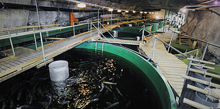 Форель на 50-метровой глубине. Почему рыбное хозяйство устроили внутри горы