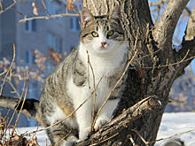 Тишковец опроверг приход ранней весны в Москву