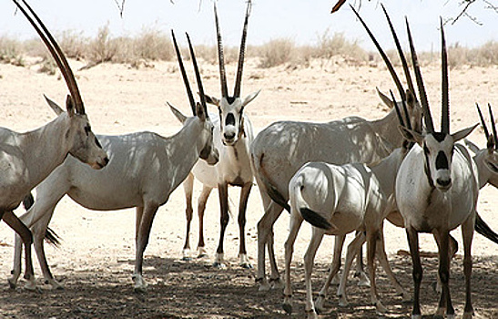 Оман открыл туристам заповедник с антилопами