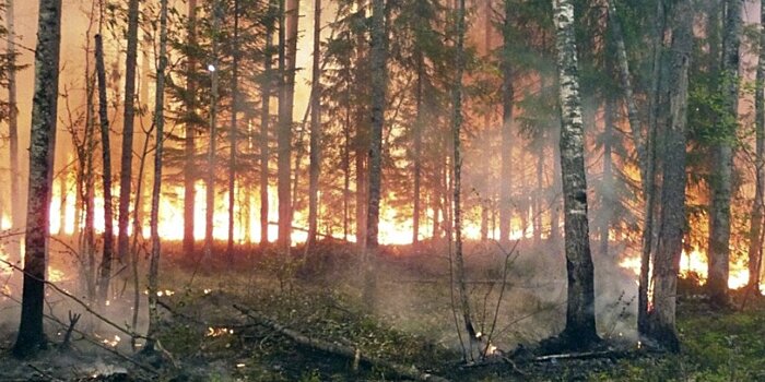 Леса горят: кто виноват в крупных пожарах на территории России?