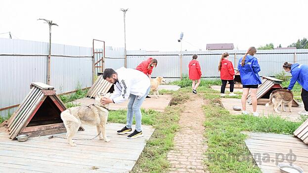 Гуманитарную помощь передали волонтеры Вологды в хаски-парк «Вольный ветер»